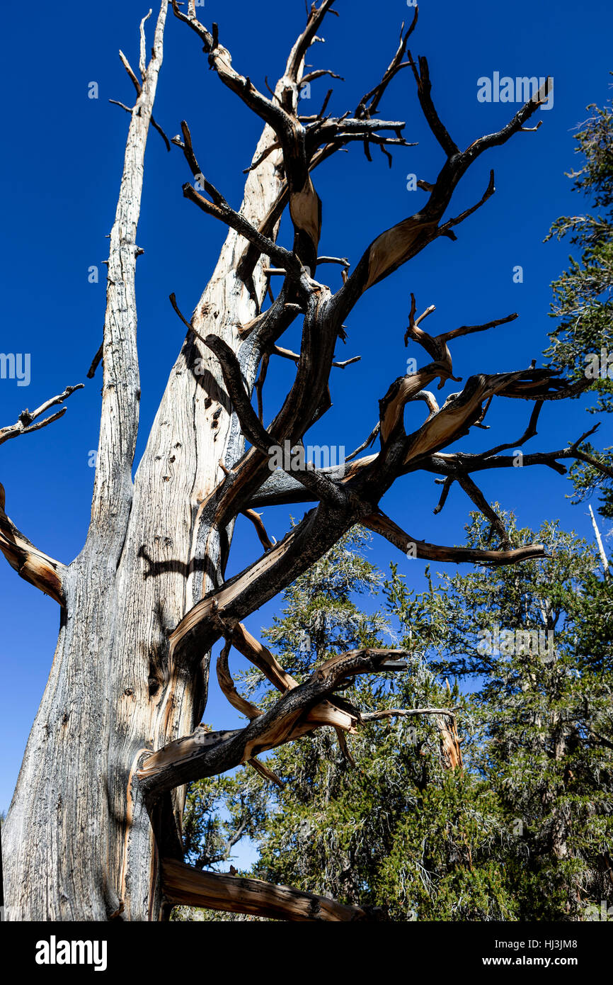 Lonesome Pine Stockfoto