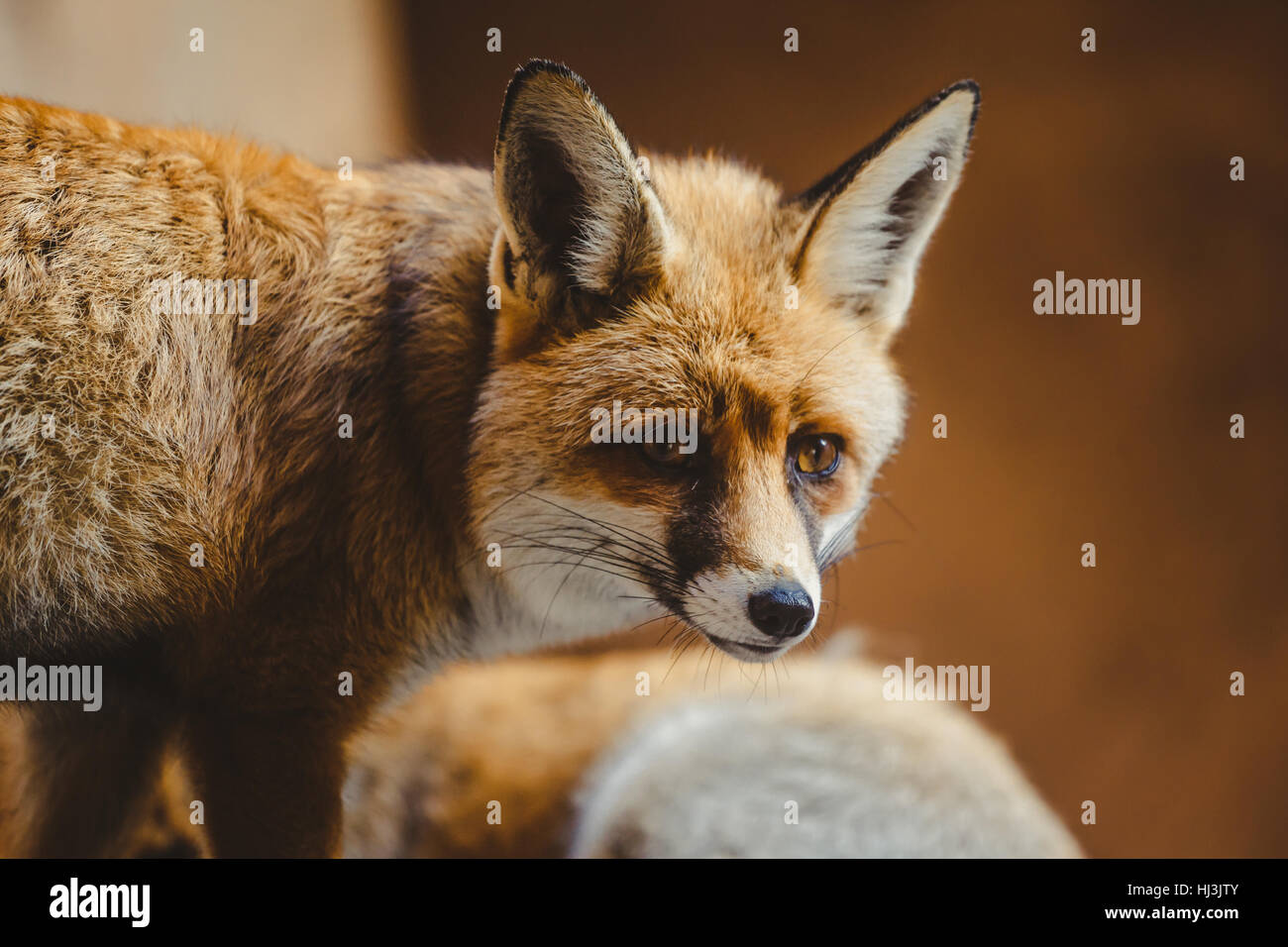 Haarige junge Red Fox in Rabat zoo Stockfoto