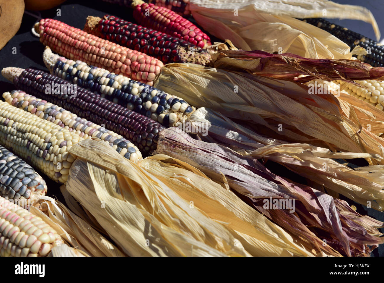 Traditionellen alten native American Indian Mais oder Flint Mais (Zea Mays var. Indurata) Stockfoto