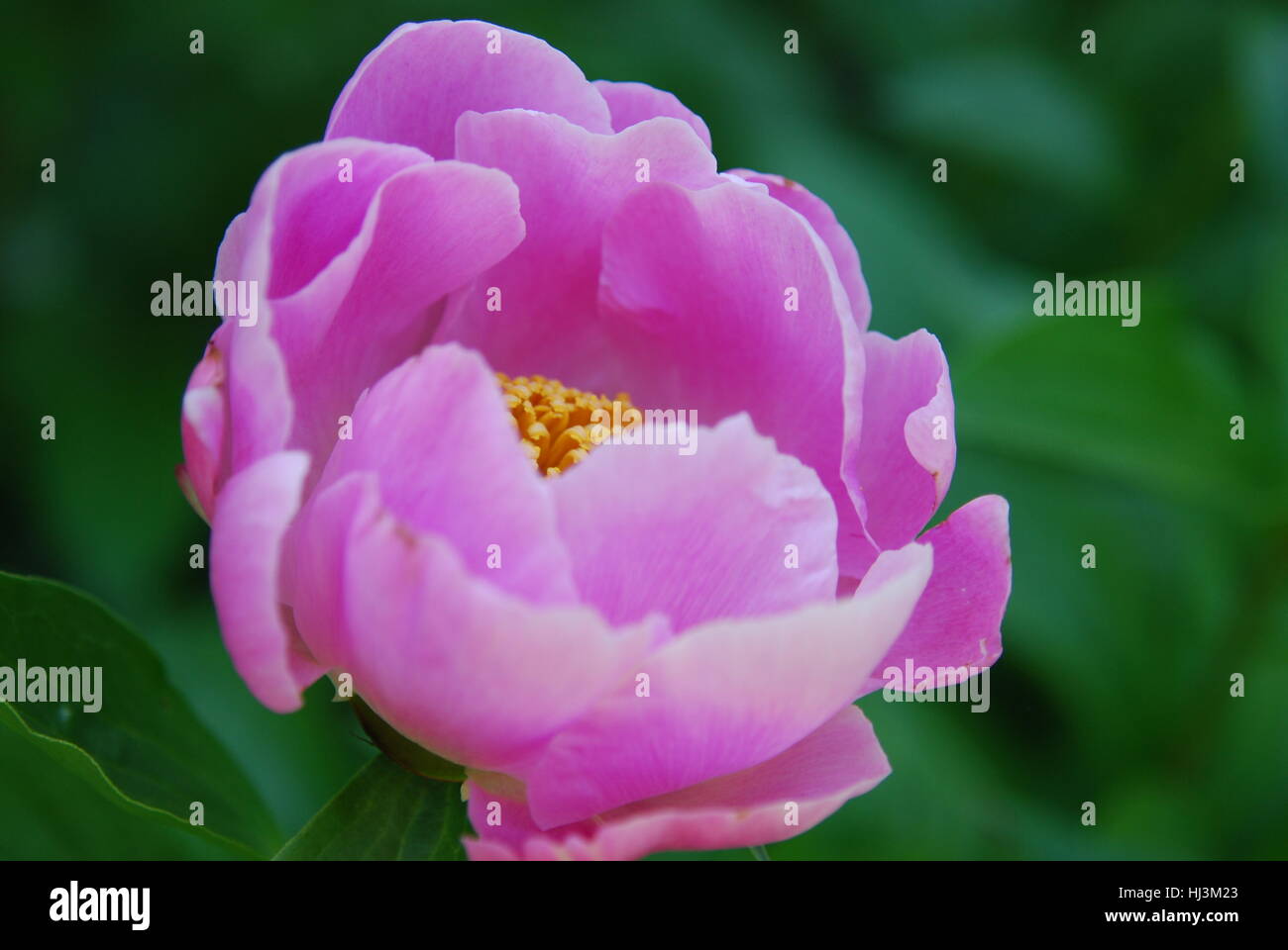 Rosa Gardenia-Nahaufnahme Stockfoto