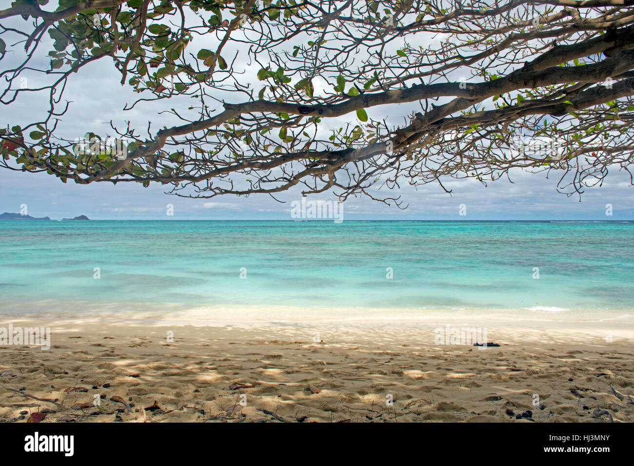 Im Schatten eines Baumes in Waimanalo Beach, Windward Oahu, Hawaii, USA Stockfoto