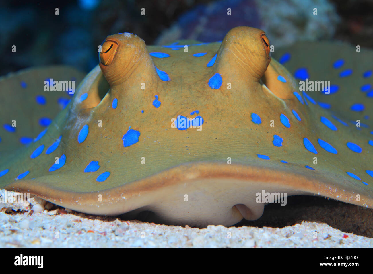 Bluespotted Stingray (Taeniura Lymma) auf dem sandigen Boden des Roten Meeres Stockfoto