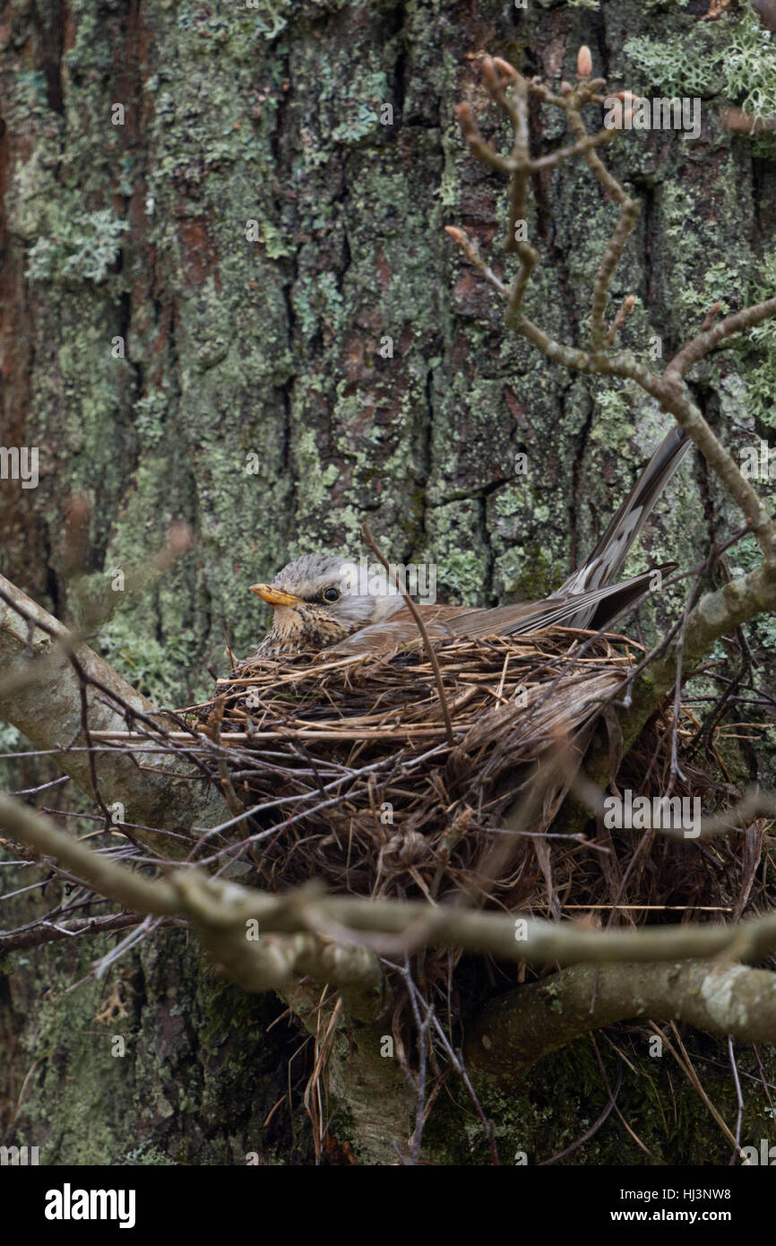 Wacholderdrossel (Turdus Pilaris) auf Eiern in seinem Nest in einer Filiale Gabel eines Baumes, typische eurasischen Singvogel, Wildtiere Europa sitzen. Stockfoto