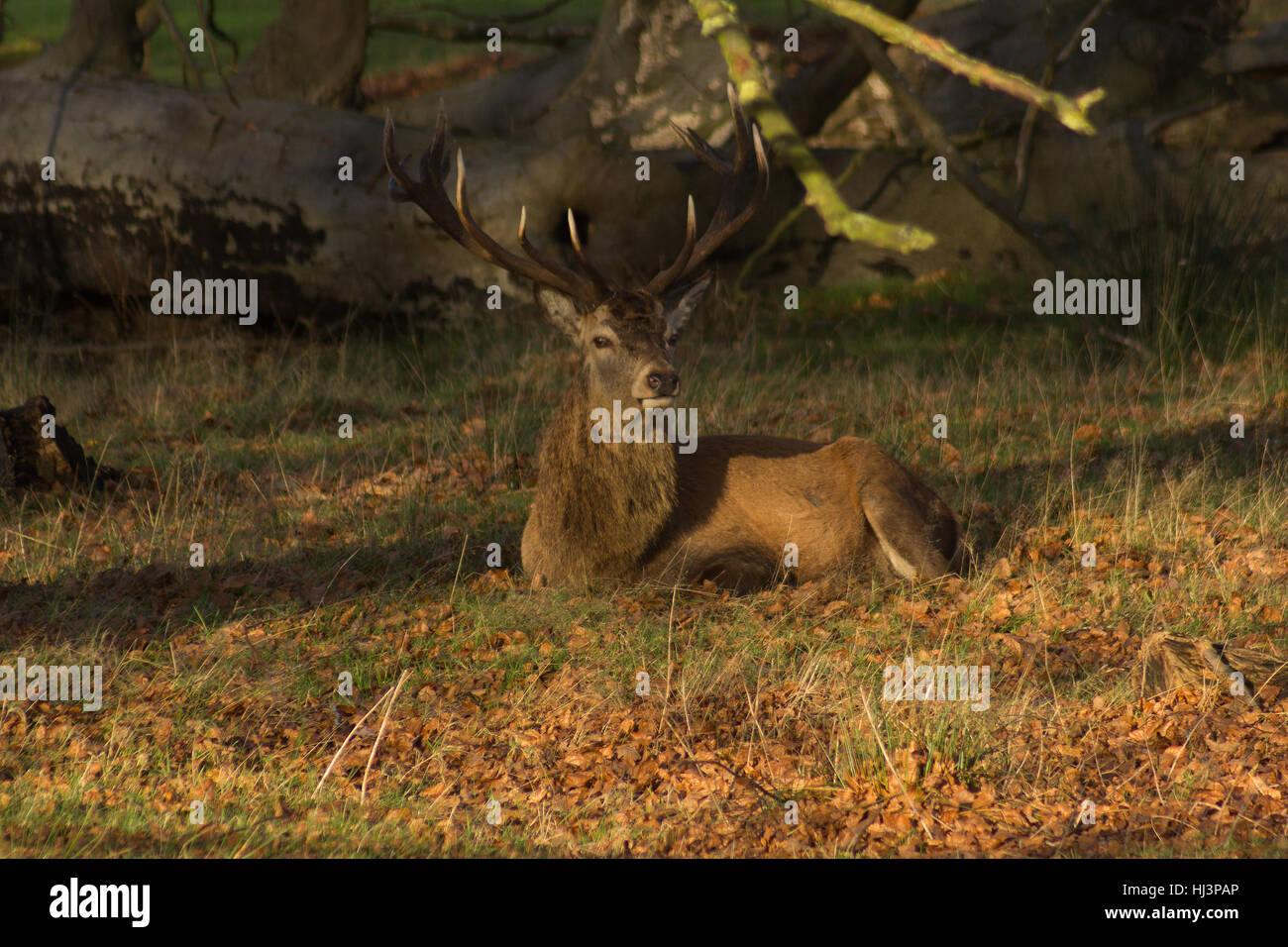 Nahaufnahme der Hirsche mit dem Geweih sitzt in einer Parklandschaft unter Baum Stockfoto