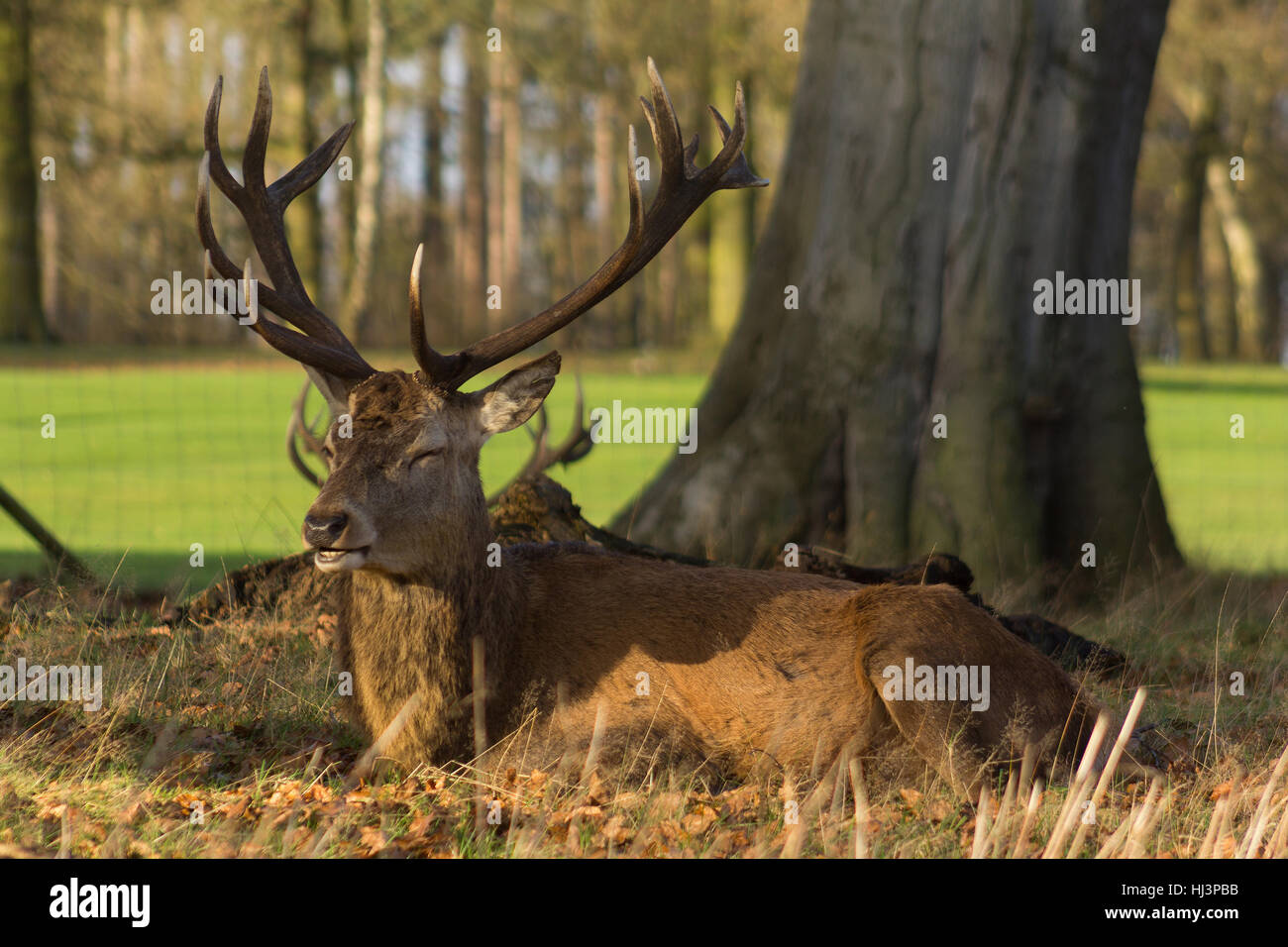 Nahaufnahme der Hirsche mit dem Geweih sitzt in einer Parklandschaft Stockfoto