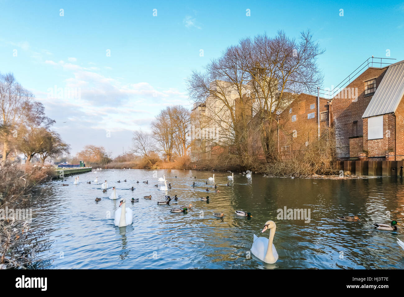 Whitworth Getreidemühlen an den Ufern des Flusses Nene in Wellingborough an einem hellen Wintertag Stockfoto