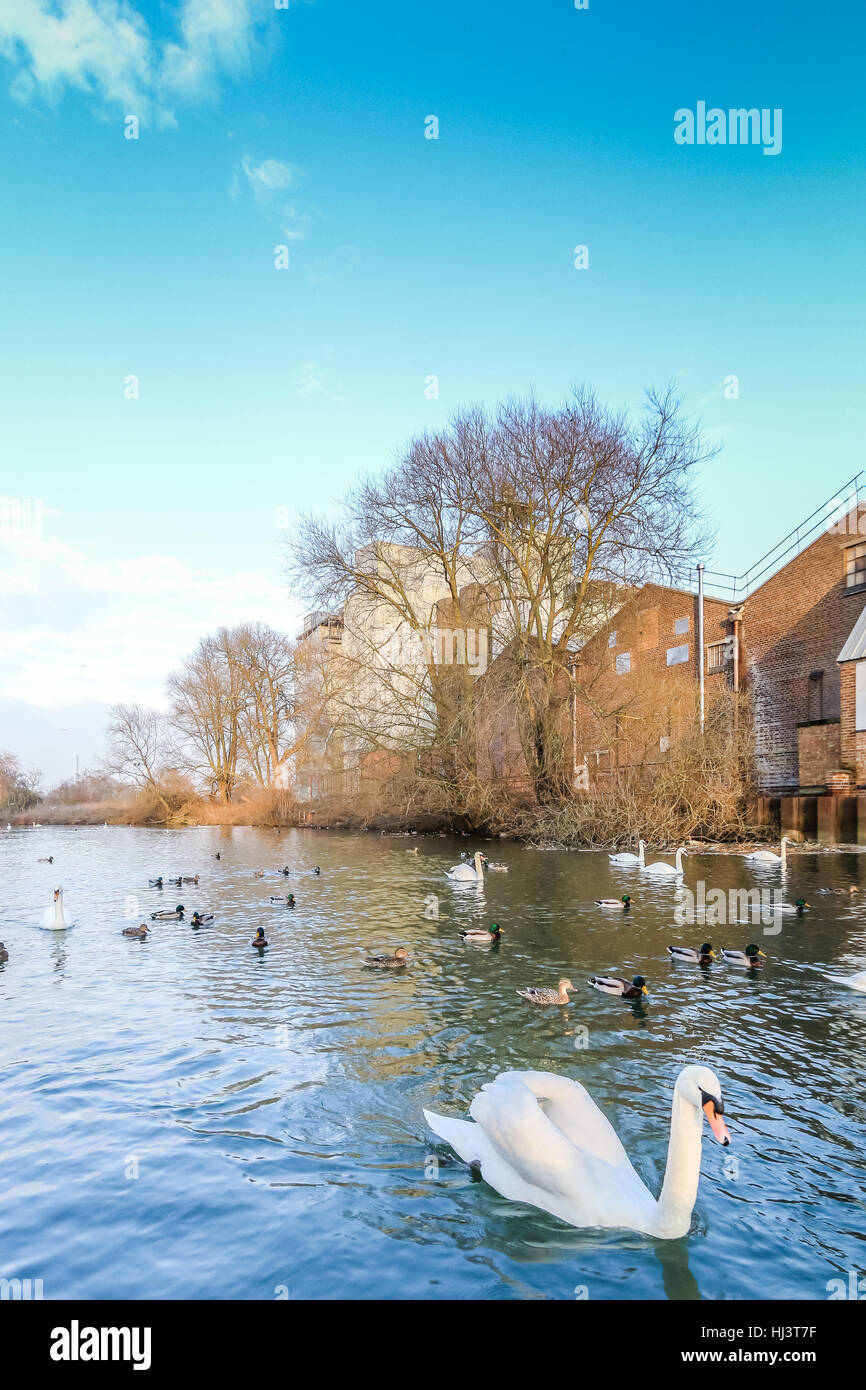 Whitworth Getreidemühlen an den Ufern des Flusses Nene in Wellingborough an einem hellen Wintertag Stockfoto