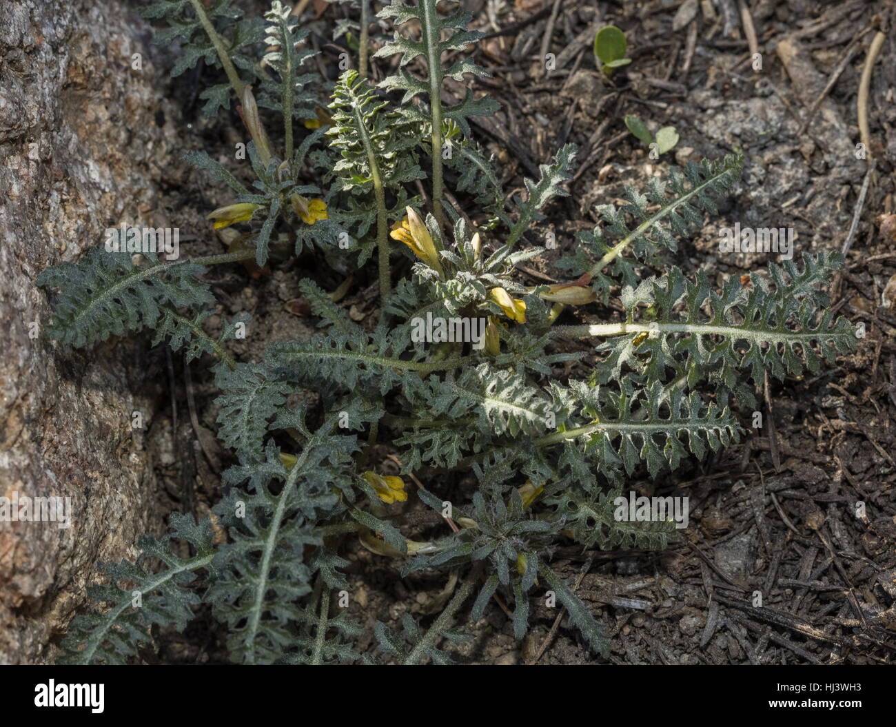 Pinienwälder Läusekräuter, Pedicularis Semibarbata in Blüte in Pinienwäldern, Sierra Nevada. Stockfoto