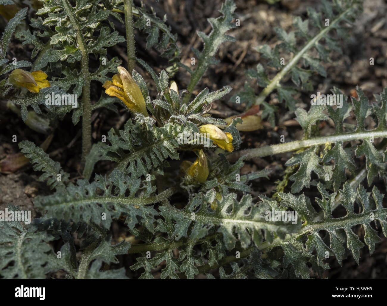 Pinienwälder Läusekräuter, Pedicularis Semibarbata in Blüte in Pinienwäldern, Sierra Nevada. Stockfoto