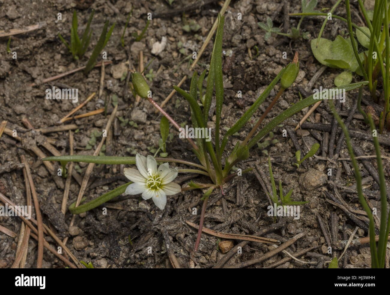 Nevada bittere Wurzel, Lewisia Nevadensis in Blüte, Sierra Nevada. Stockfoto