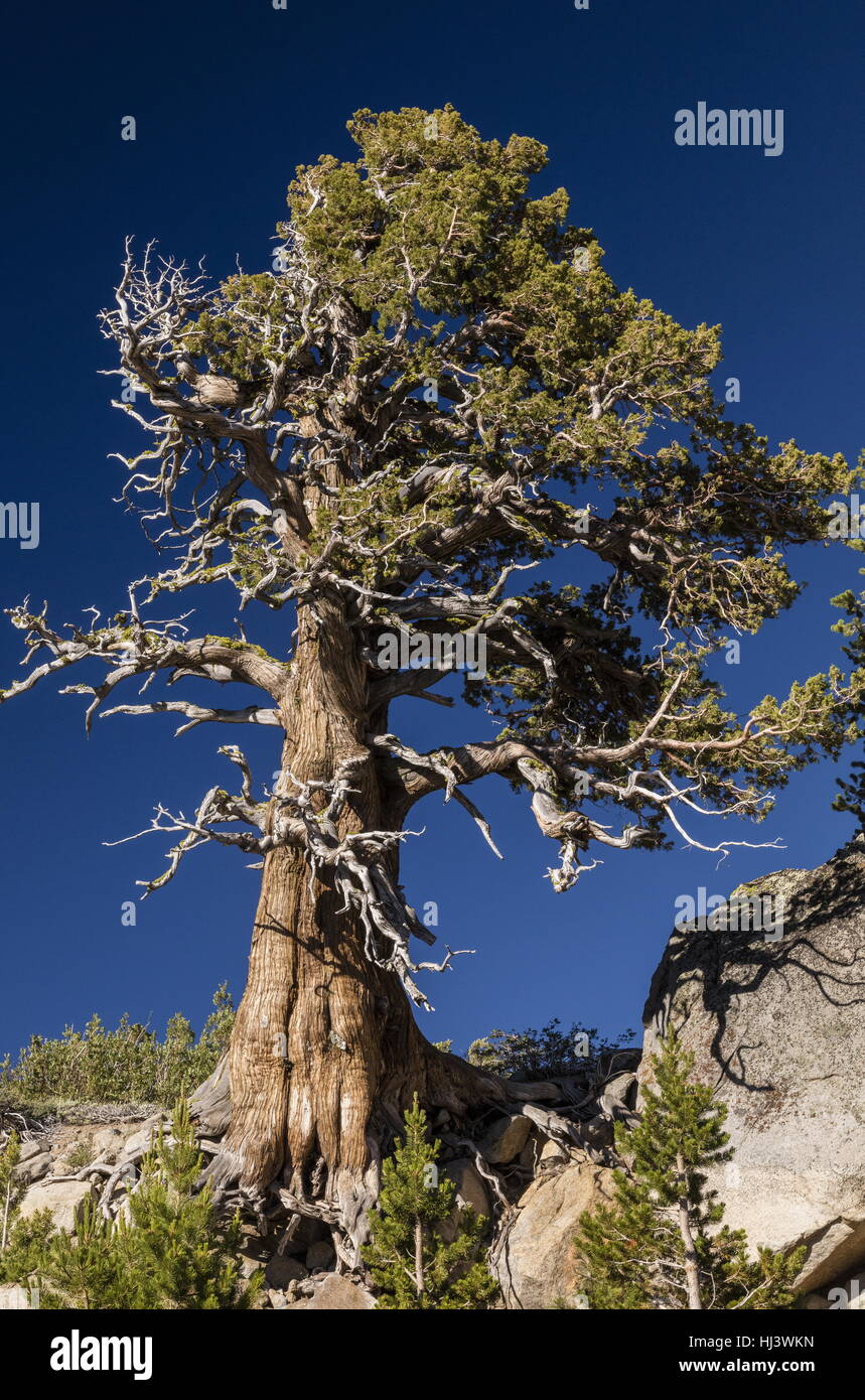 Uralte Bäume von Sierra Wacholder, Juniperus Grandis, Yosemite, Kalifornien. Stockfoto