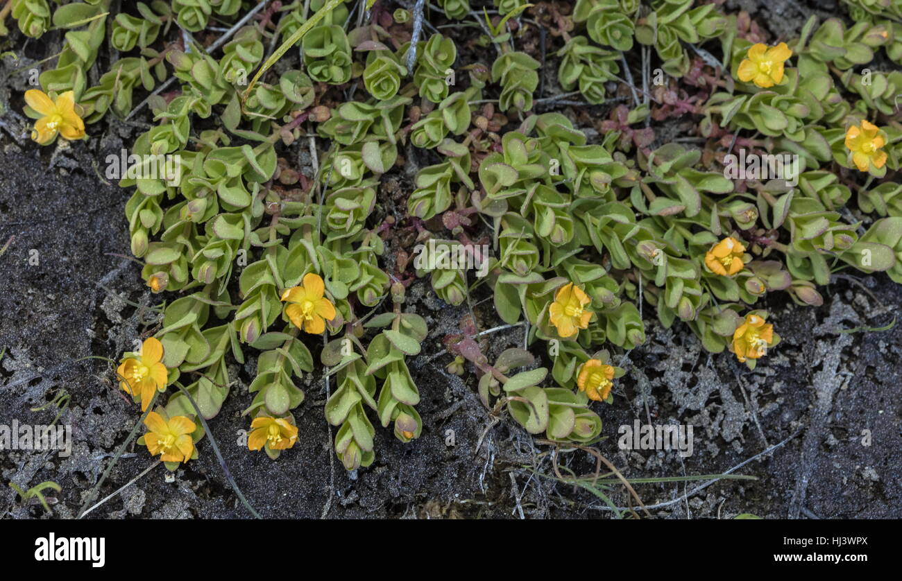 Schleichende Johanniskraut, Hypericum Anagallioides, in Blüte, Sierra Nevada. Stockfoto