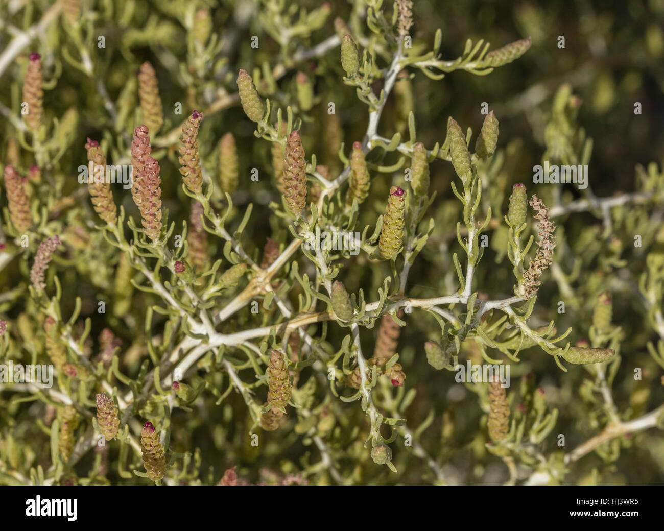 Greasewood, Sarcobatus Vermiculatus in Blüte auf Kochsalzlösung Wohnungen in der Nähe von Mono Lake in Kalifornien. Stockfoto