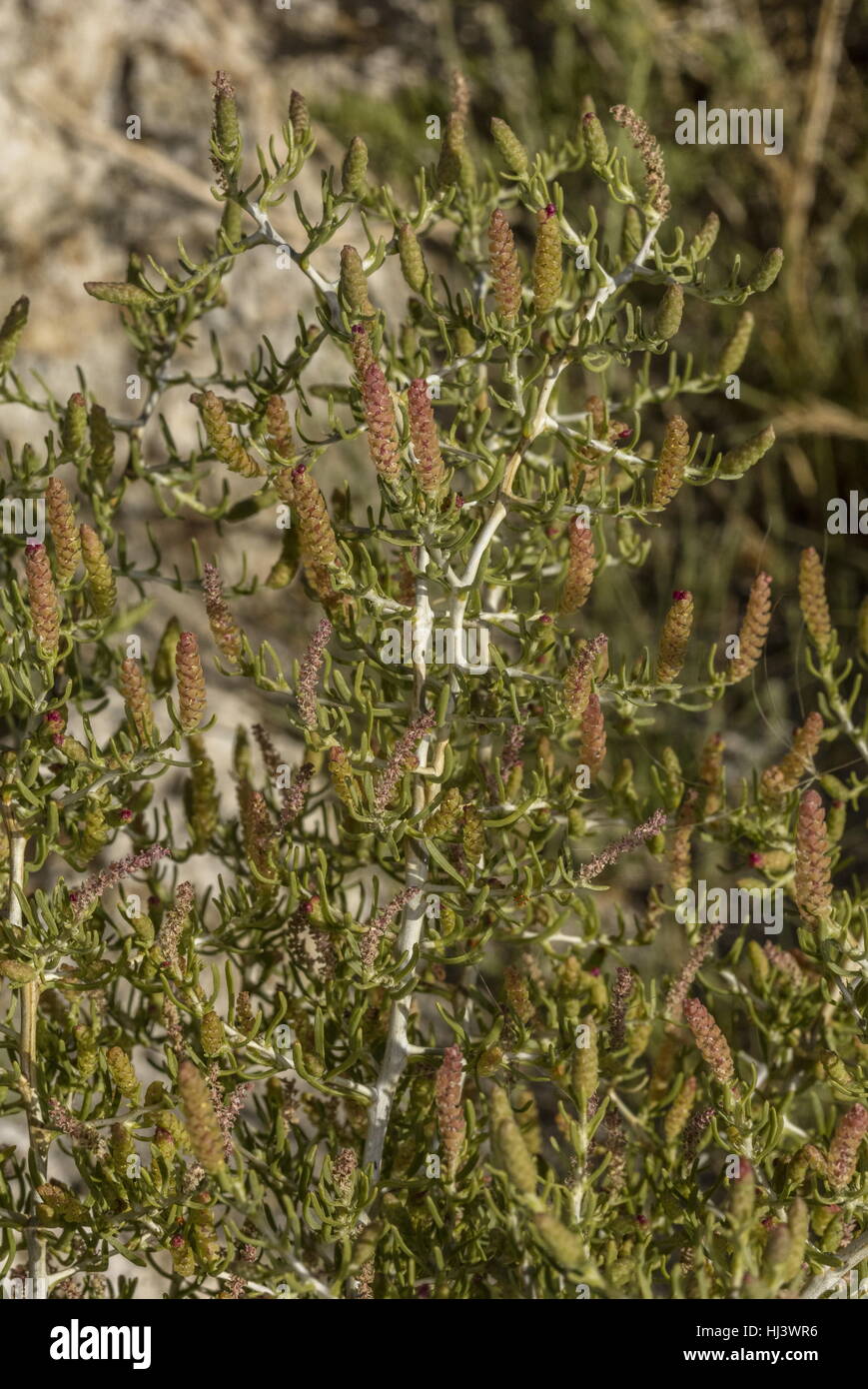 Greasewood, Sarcobatus Vermiculatus in Blüte auf Kochsalzlösung Wohnungen in der Nähe von Mono Lake in Kalifornien. Stockfoto