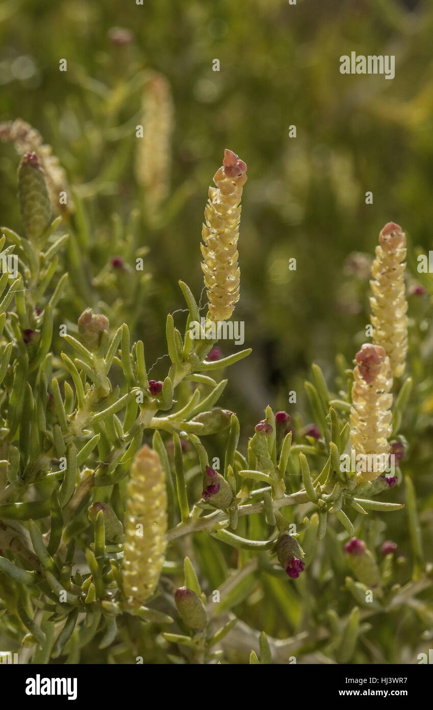 Greasewood, Sarcobatus Vermiculatus in Blüte auf Kochsalzlösung Wohnungen in der Nähe von Mono Lake in Kalifornien. Stockfoto