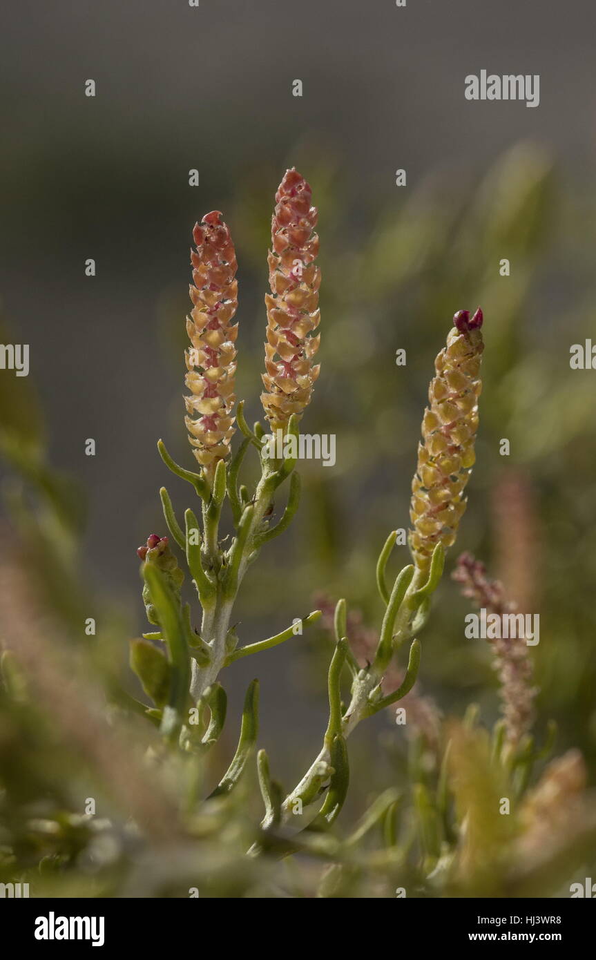 Greasewood, Sarcobatus Vermiculatus in Blüte auf Kochsalzlösung Wohnungen in der Nähe von Mono Lake in Kalifornien. Stockfoto