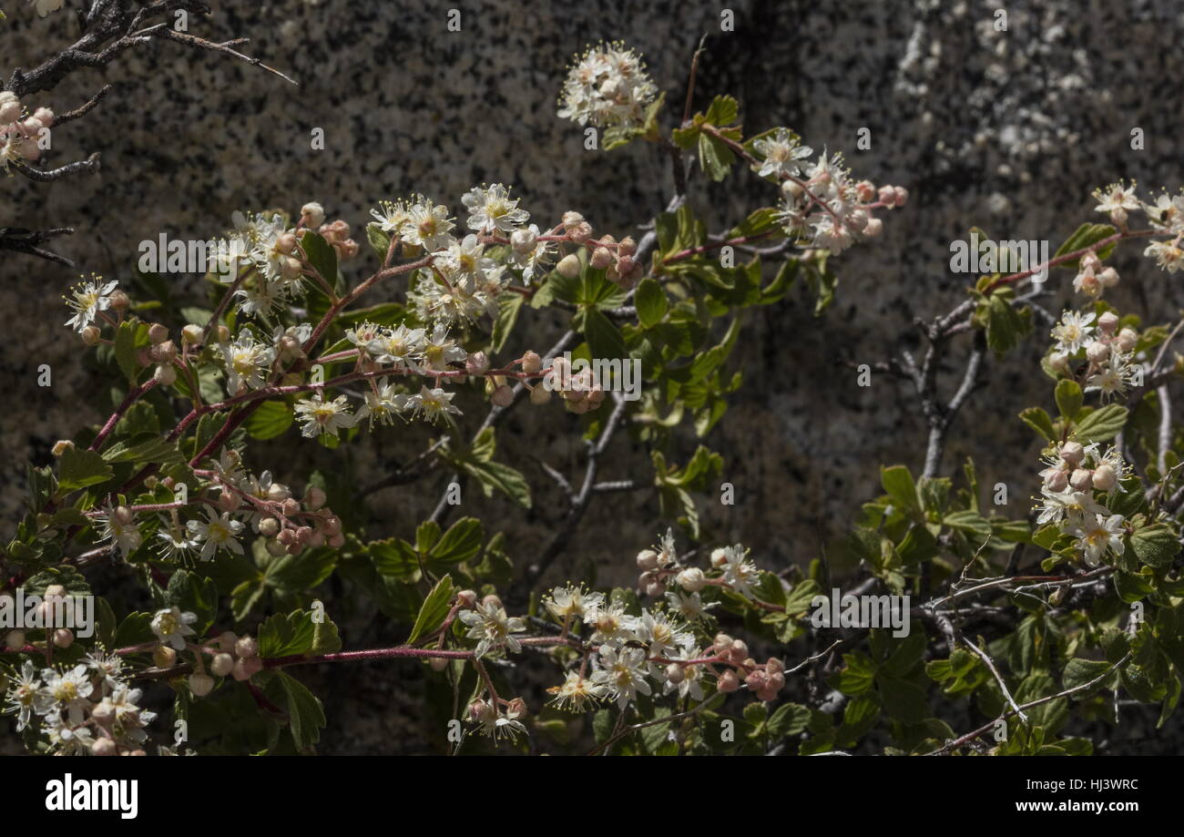 Kleine rotblättrige Creme Busch, verfärben Holodiscus Var Microphyllus, blühen in der Sierra Nevada. Stockfoto