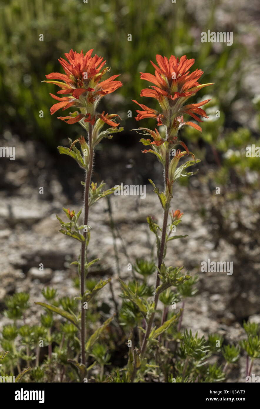 Wellig rotblättrige Pinsel, Castilleja Applegatei in Blüte bei 9000 ft, Sierra Nevada, Kalifornien. Stockfoto