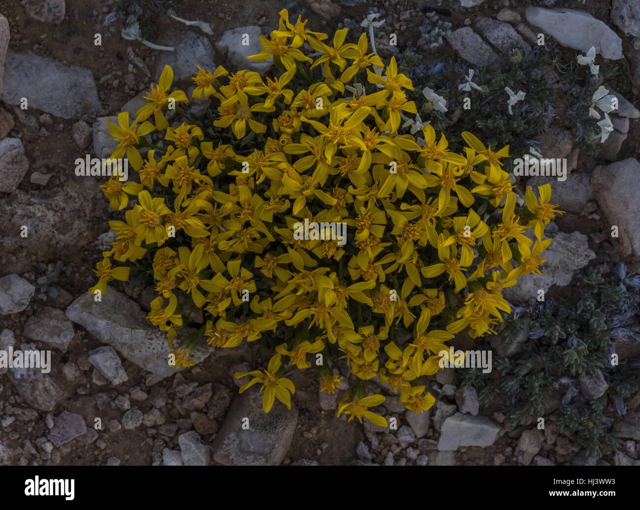 Stammlose Goldenweed, Stenotus Acaulis in Blüte in großer Höhe in den White Mountains. Kalifornien. Stockfoto