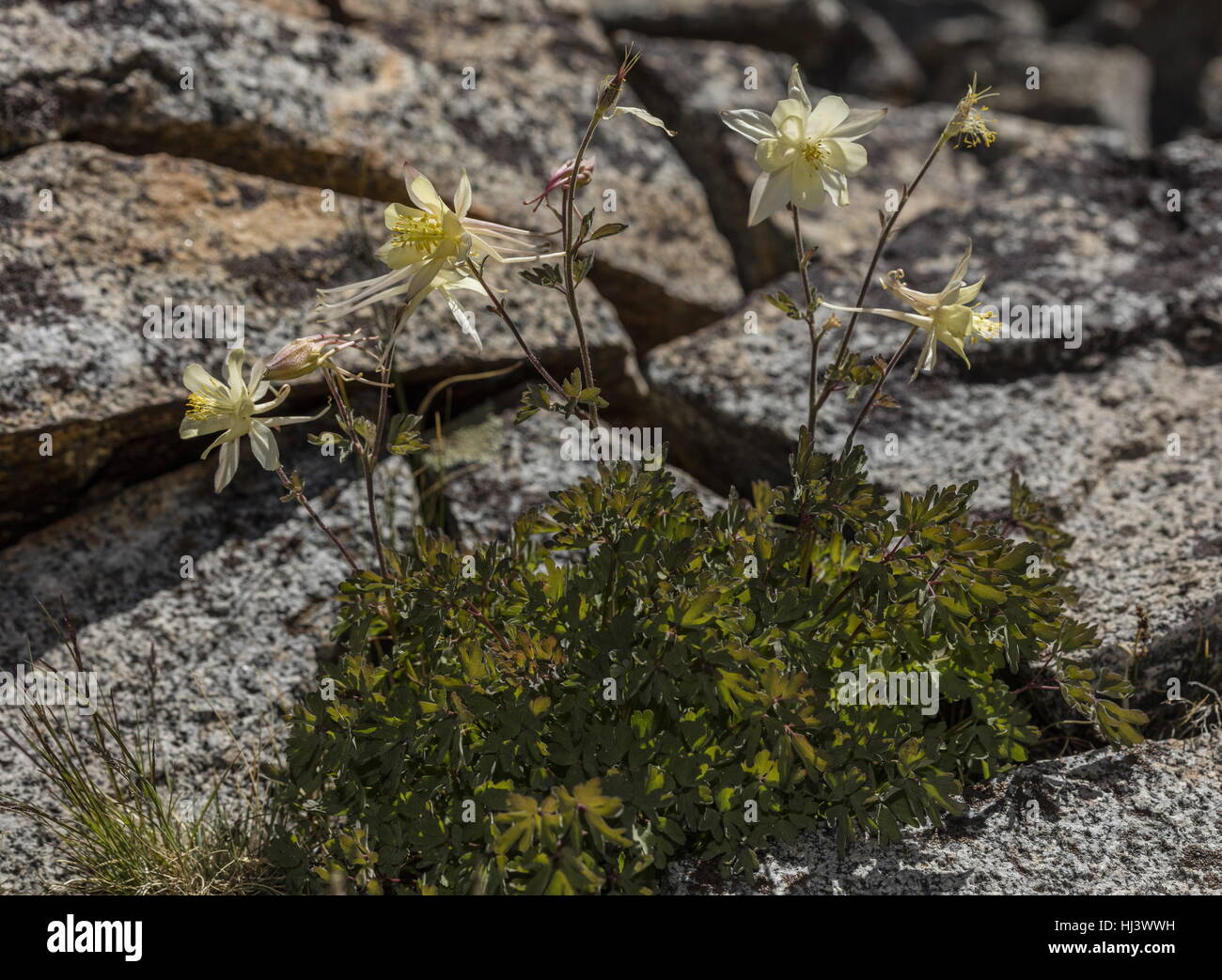 Sierra Akelei, Aquilegia Pubescens hoch in die Dana Valley, Yosemite, Sierra Nevada. Stockfoto