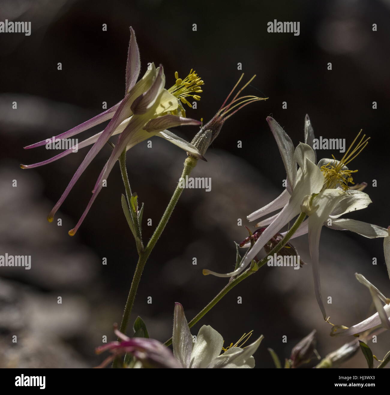 Sierra Akelei, Aquilegia Pubescens hoch in die Dana Valley, Yosemite, Sierra Nevada. Stockfoto