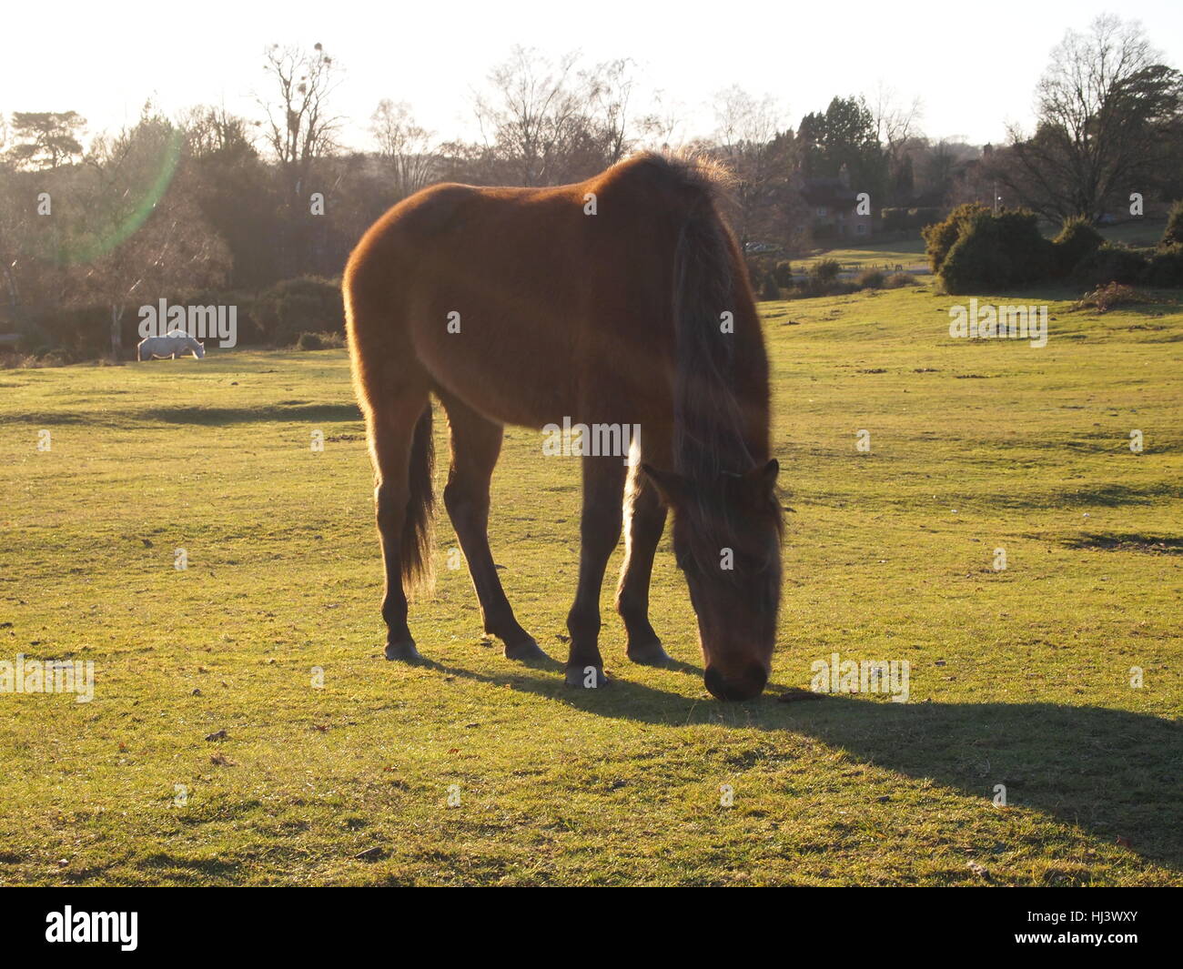 Landpferde und Gummistiefel Stockfoto