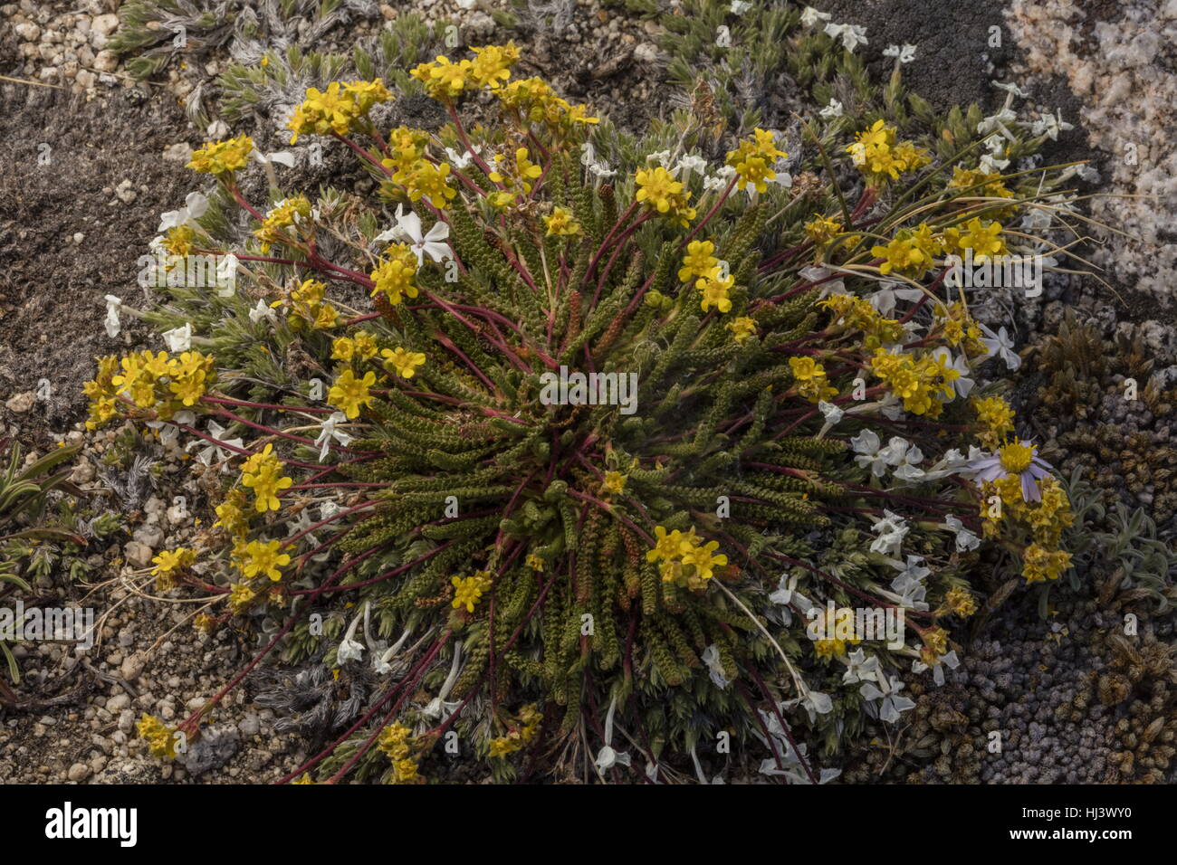 Iesia lycopodioides Fotos und Bildmaterial in hoher Auflösung Alamy