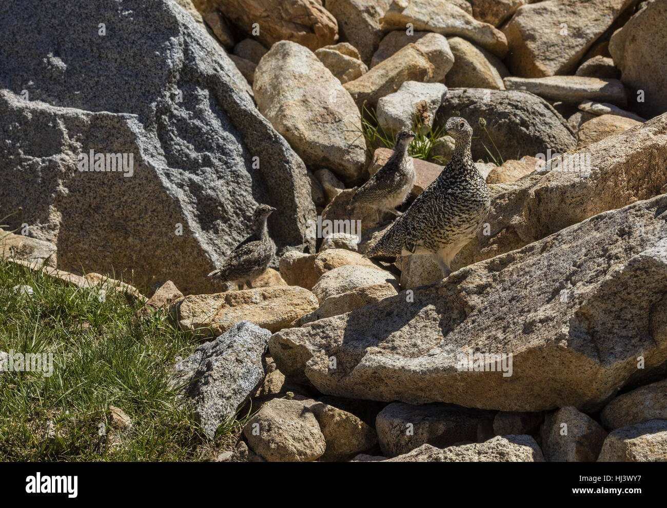 Sooty Grouse, Dendragapus Fuliginosus, Weibchen mit jungen Küken, hoch in Yosemite, Sierra Nevada. Stockfoto