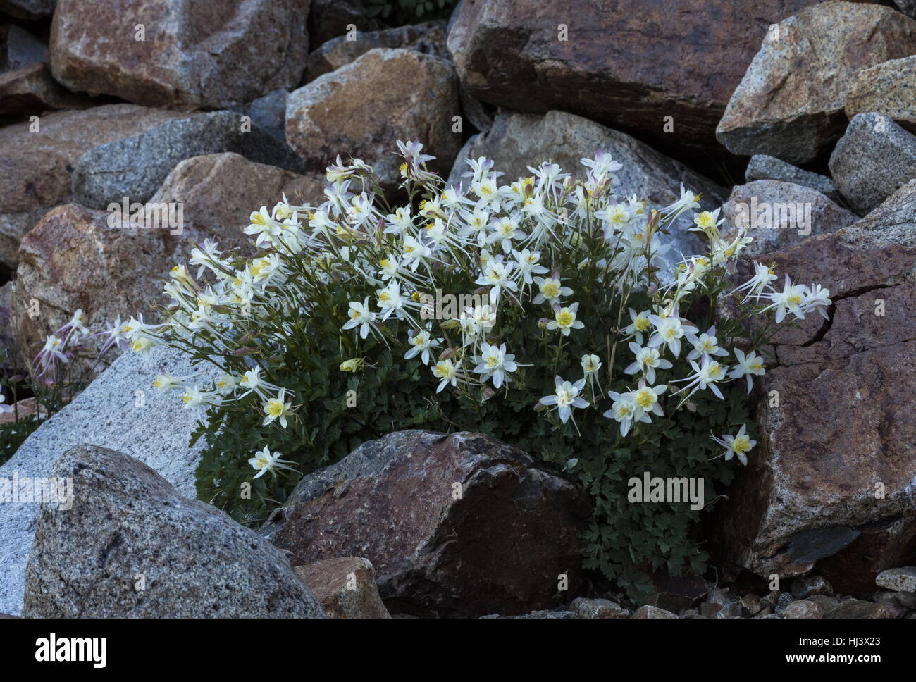 Sierra Akelei, Aquilegia Pubescens hoch in die Dana Valley, Yosemite, Sierra Nevada. Stockfoto
