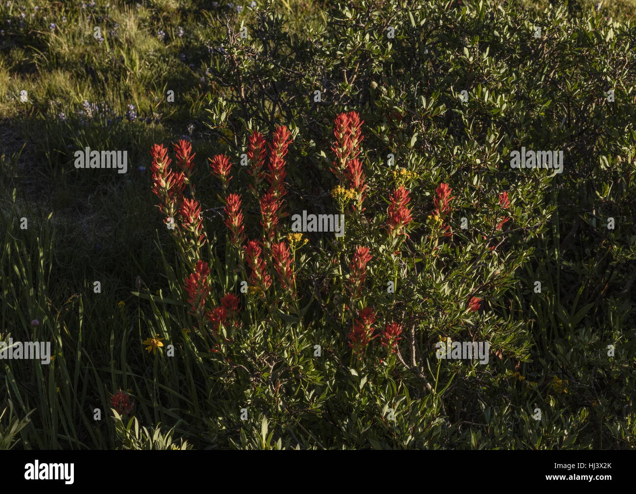 Scharlachrote Pinsel, Castilleja Miniata, große Rivrside Büschel in Blüte, Sierra Nevada. Stockfoto