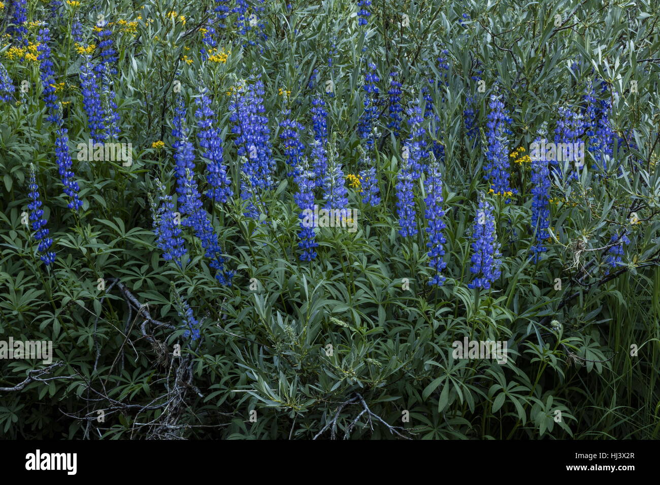 Breites Blatt Lupine, Lupinus Latifolius Klumpen in Blüte durch Wald Renaturierung, Sierra Nevada. Stockfoto