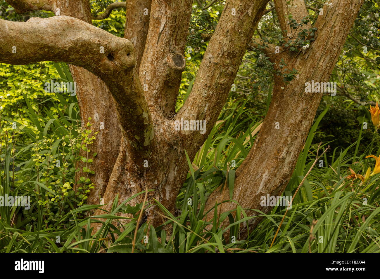 Chilenische Myrte, Luma Apiculata, Stiele und Rinde. Stockfoto