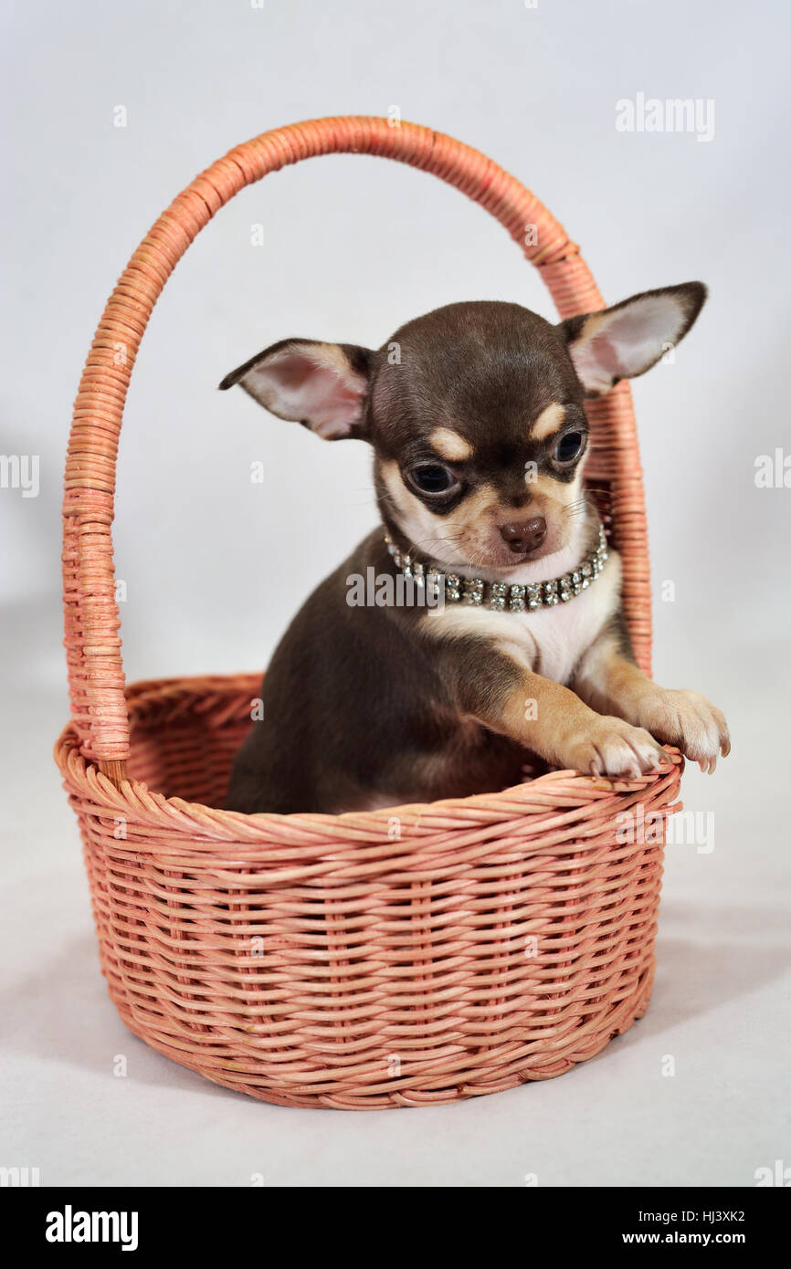 Porträt von Braun und Tan Kurzhaar-Chihuahua-Welpe in einem Korb  Stockfotografie - Alamy