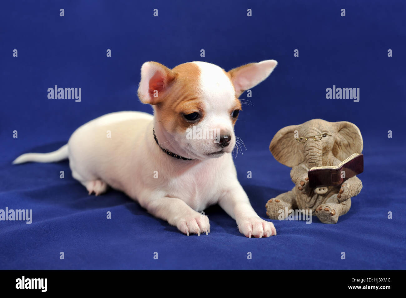 Lesen Ist Macht Portrat Von Weiss Mit Roten Kurzhaar Chihuahua Welpen Stockfotografie Alamy
