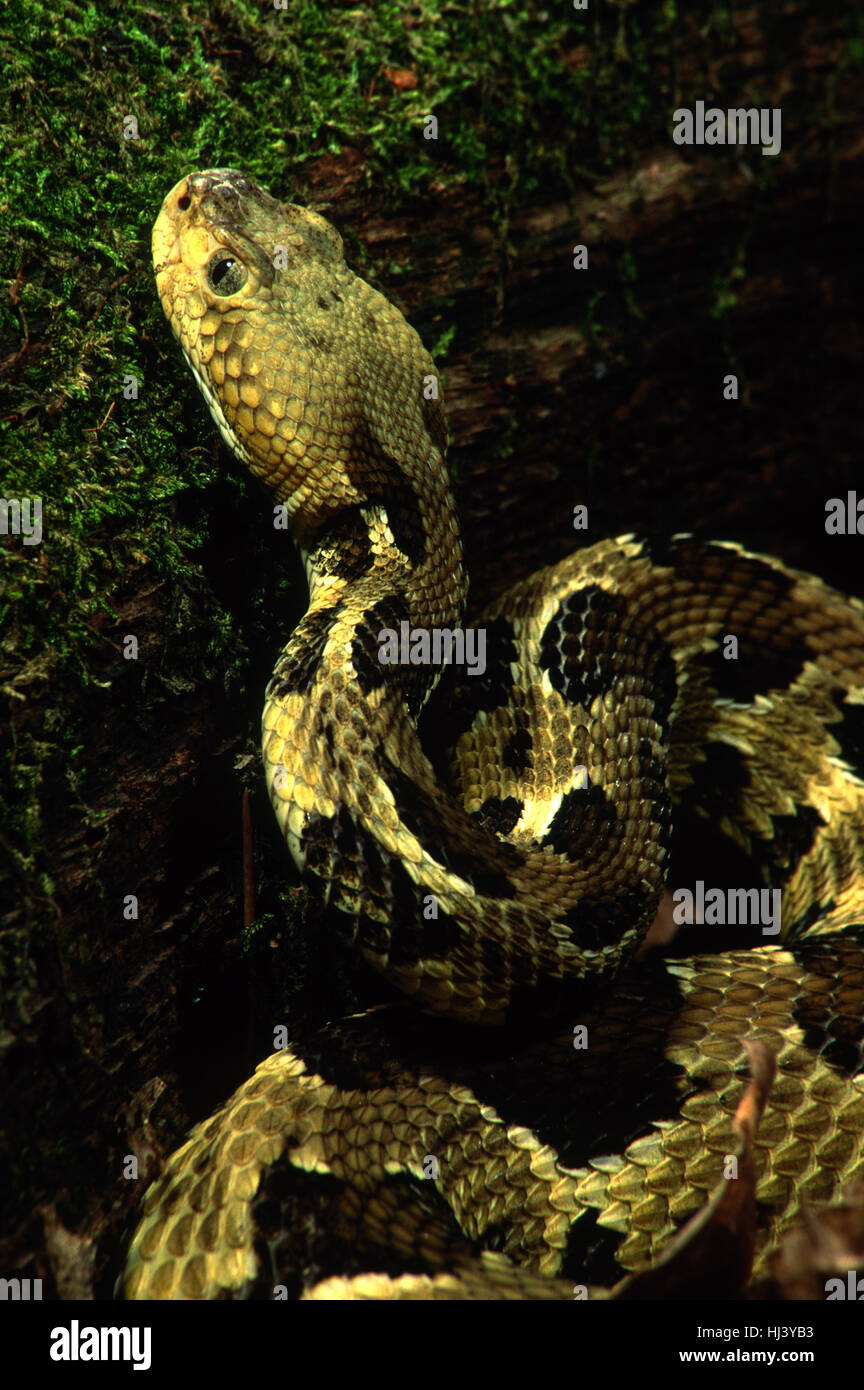 Holzklapperschlange (Crotalus horridus) in Jagdstellung, wartet auf Beute neben einem Baumstamm, Nahaufnahme. Stockfoto