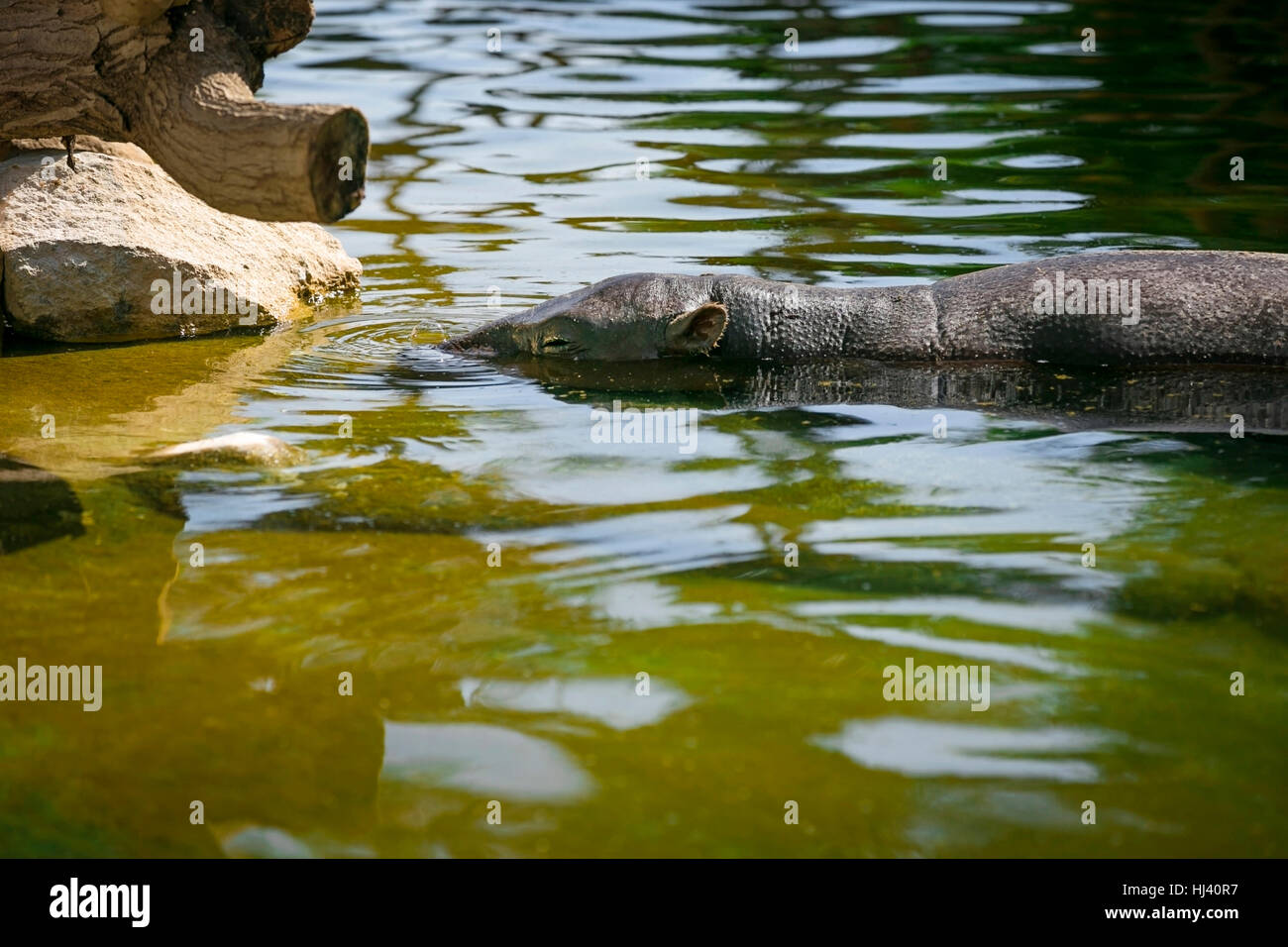 Nilpferd im Sumpf Wasser ruhen Stockfoto