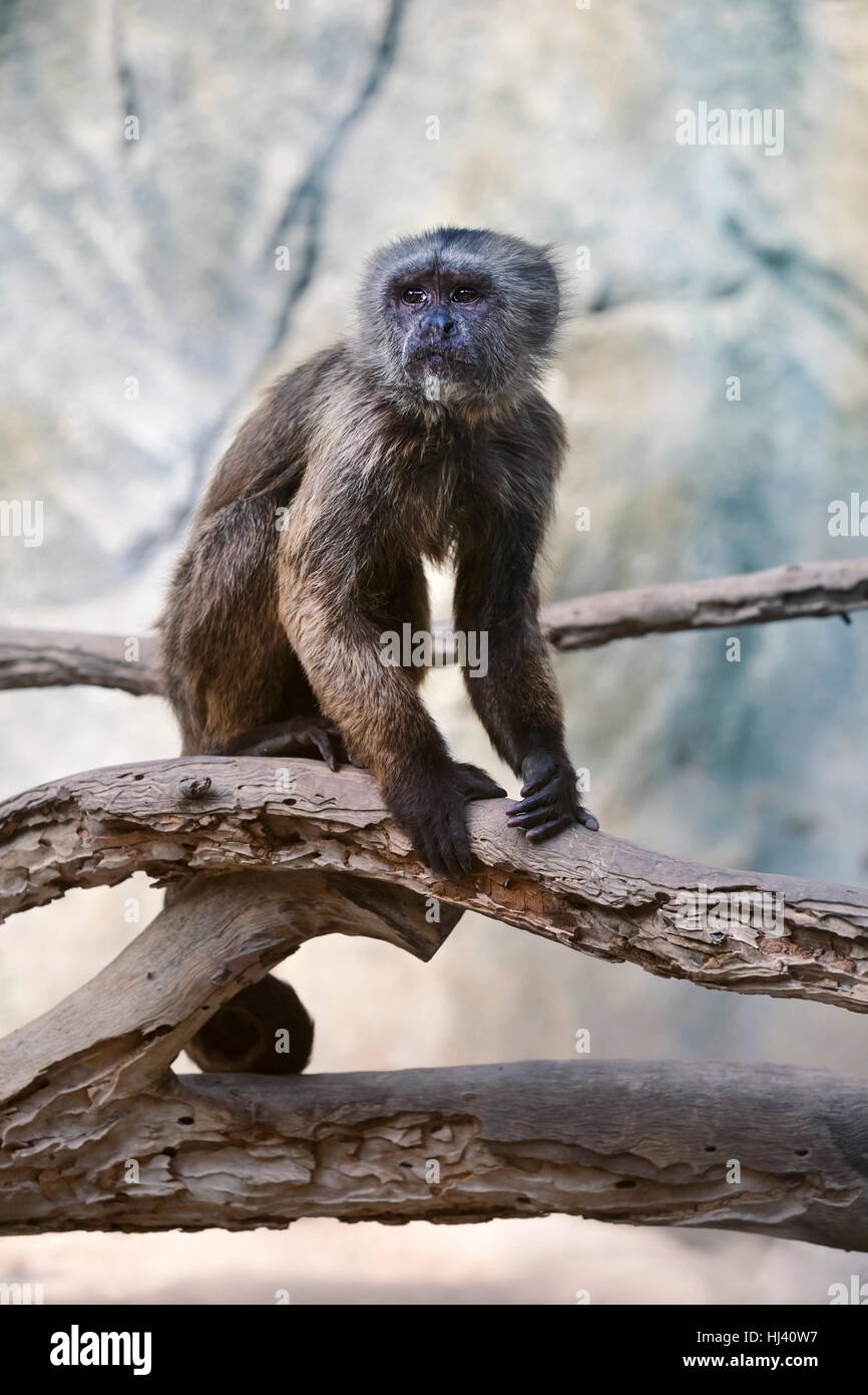 Kapuziner-Affen auf Ast Stockfoto