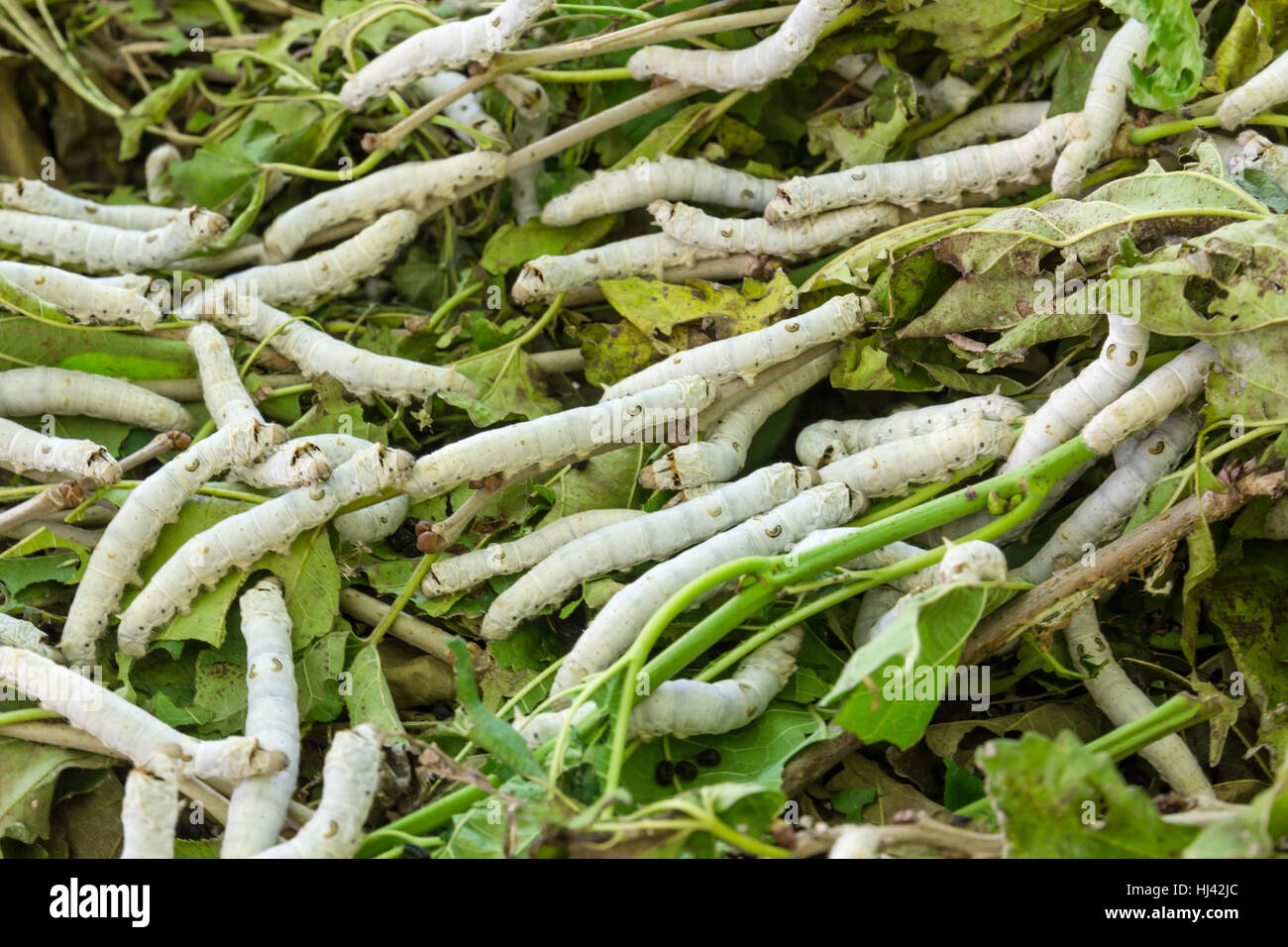 Schließen Sie, Lebensmittel, Nahrungsmittel, Blatt, Kultur, Closeup, Industrie, Tier, Insekten, Stockfoto