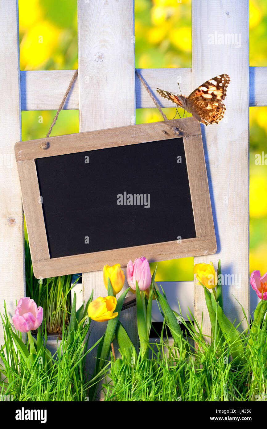 Board, bukolisch, Schmetterling, Sonnenlicht, Ostern, Wiese, Schild, Glanz, glänzt, Stockfoto