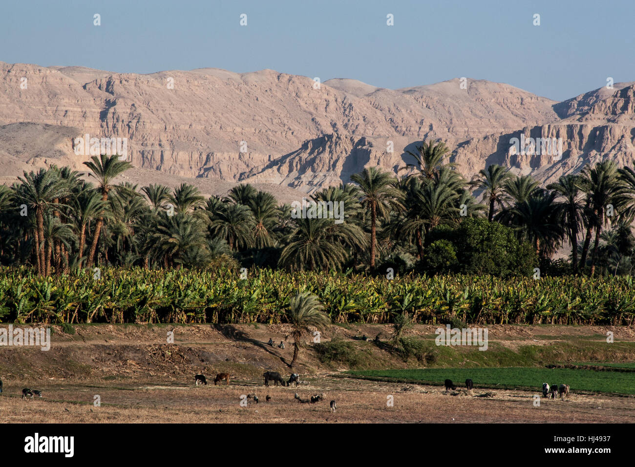 Kreuzfahrten auf dem Nil in Ägypten zeigen Tiere grasen, und Pflanzen wachsen, wie es Jahrhunderten seit. Stockfoto