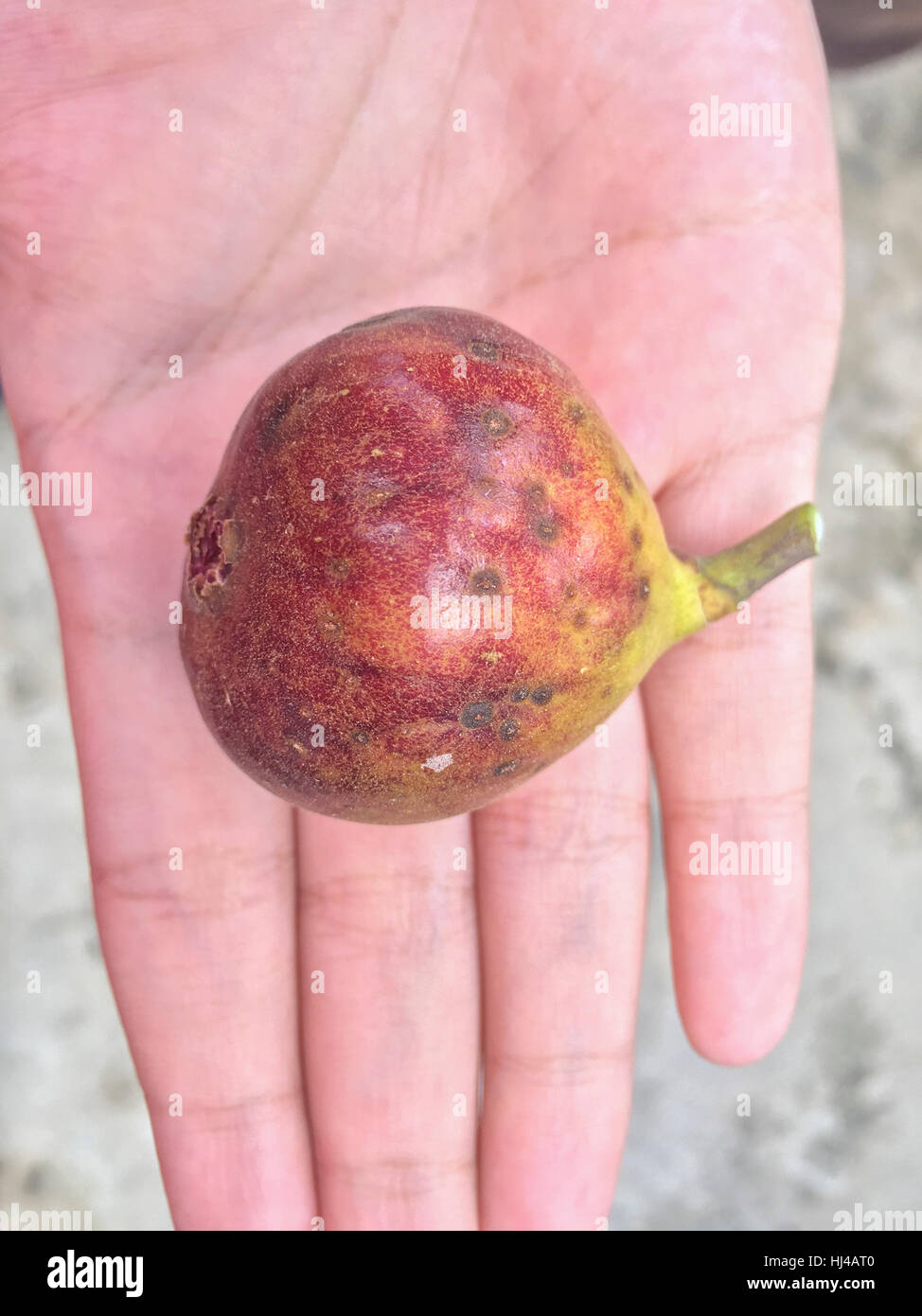 Nahaufnahme und selektiven Fokus Reife Feigen oder Ficus Carica benannt Barnisotte Sorte. Stockfoto