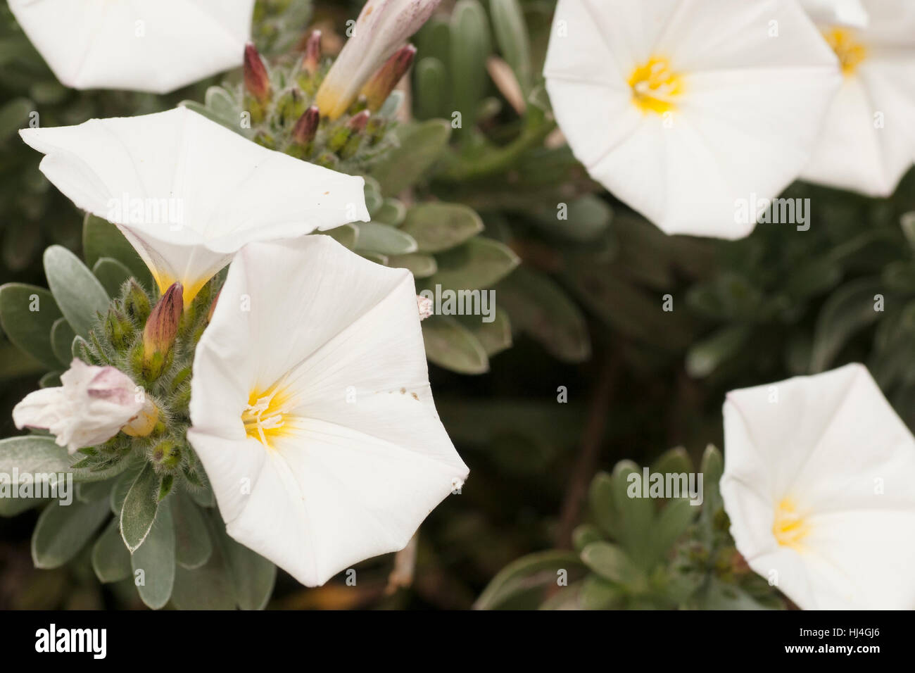 weiße Blüten, die in das Land im Frühjahr angebaut Stockfoto