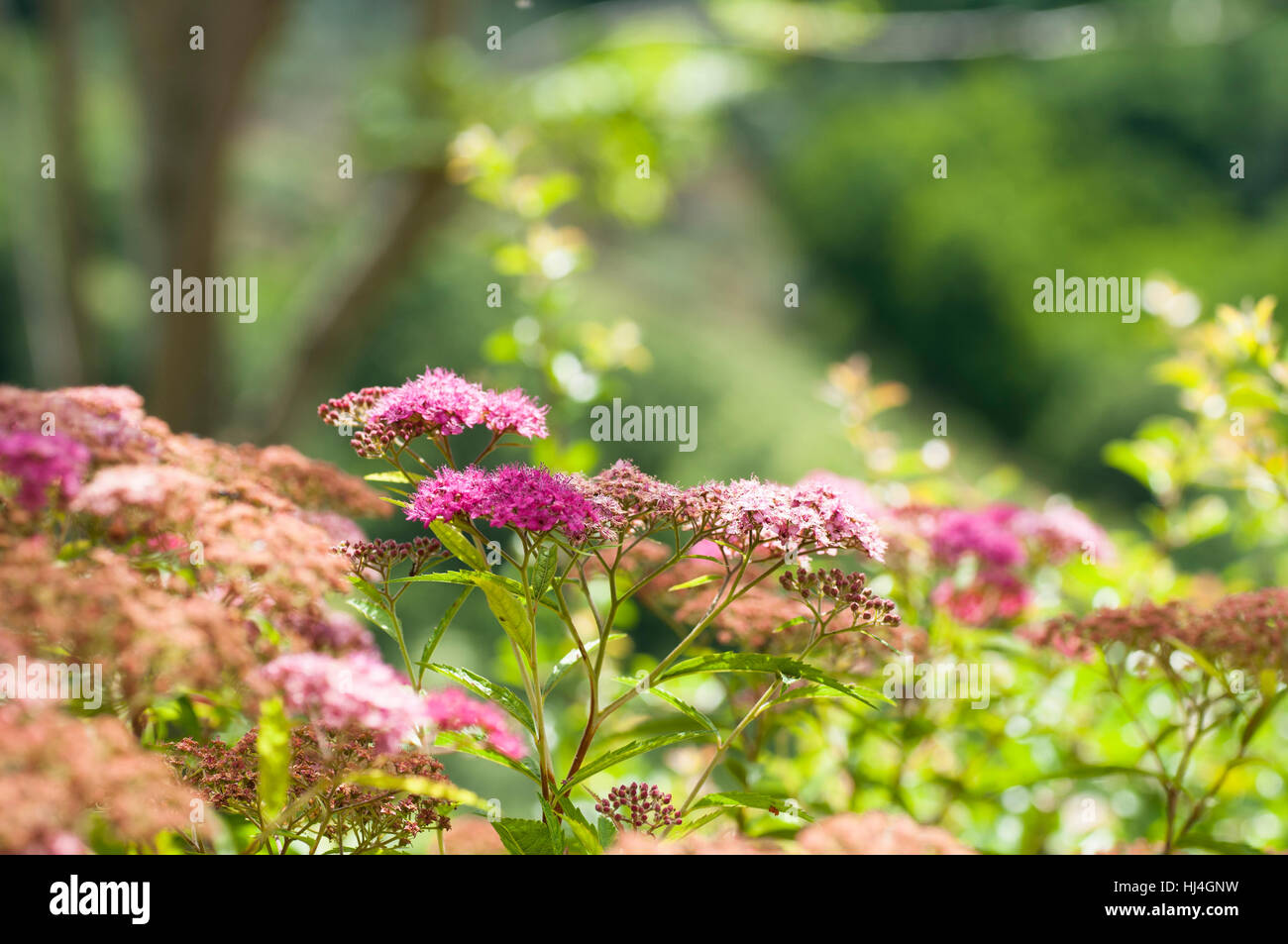 schöne lila Blumen Stockfoto