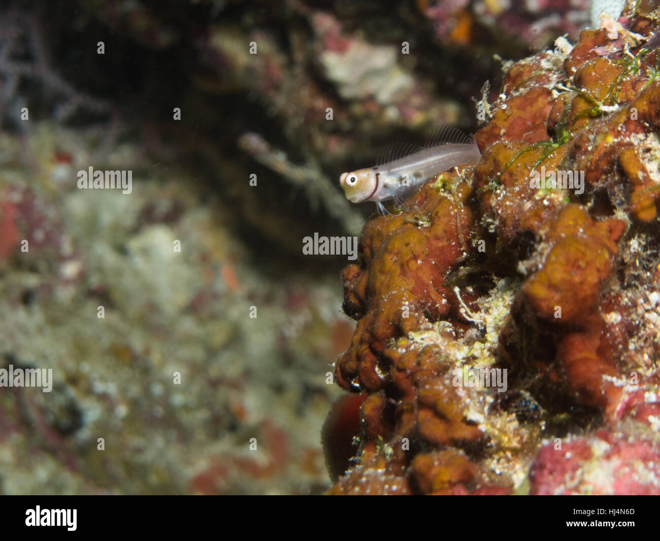 Ein winziger Fisch beruht auf einer Koralle Algen bedeckt. Stockfoto