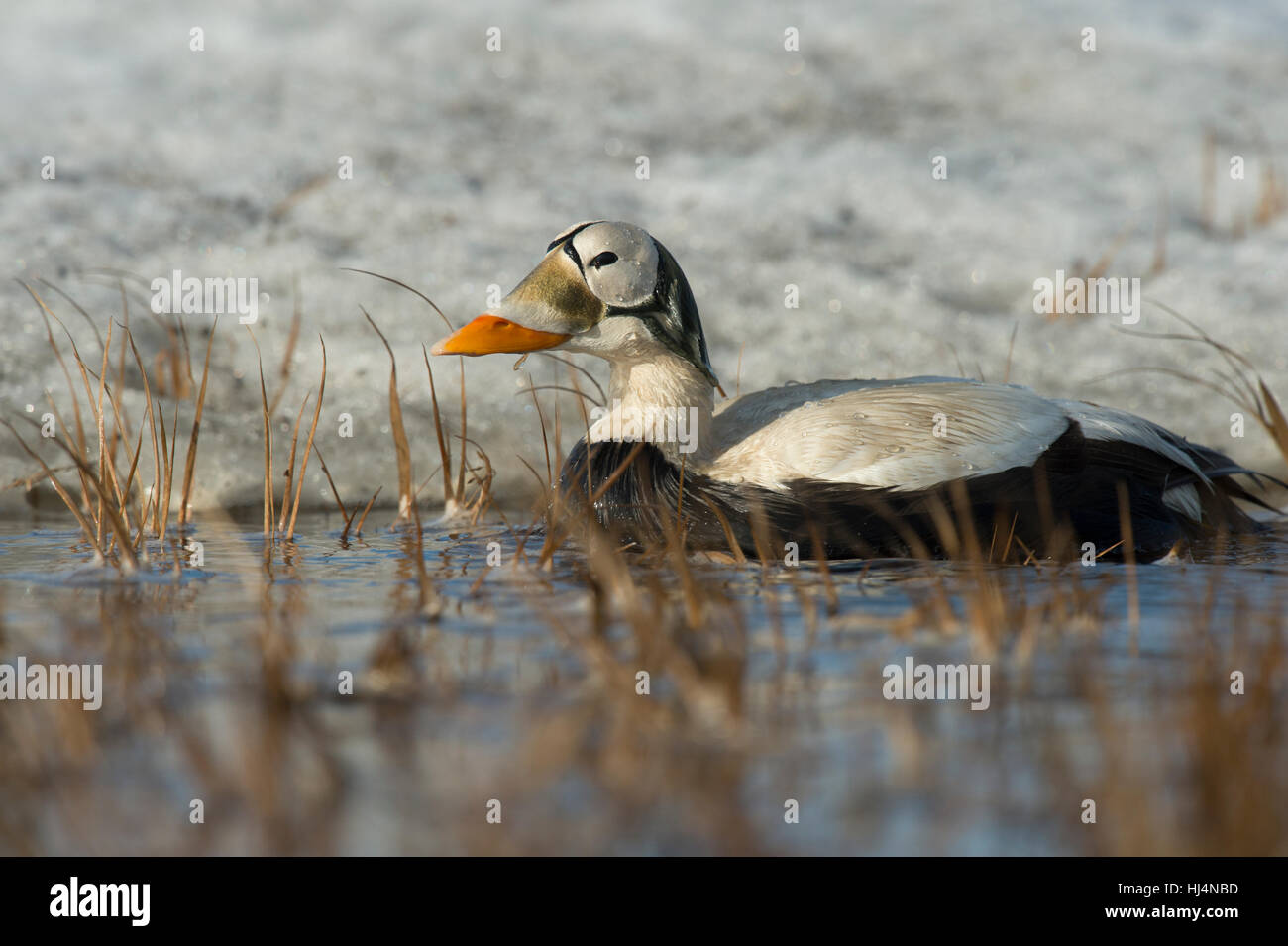 Drake brillentragende Eiderenten (Somateria Fischeri) auf Tundra Teich in der Nähe von Barrow, Alaska Stockfoto