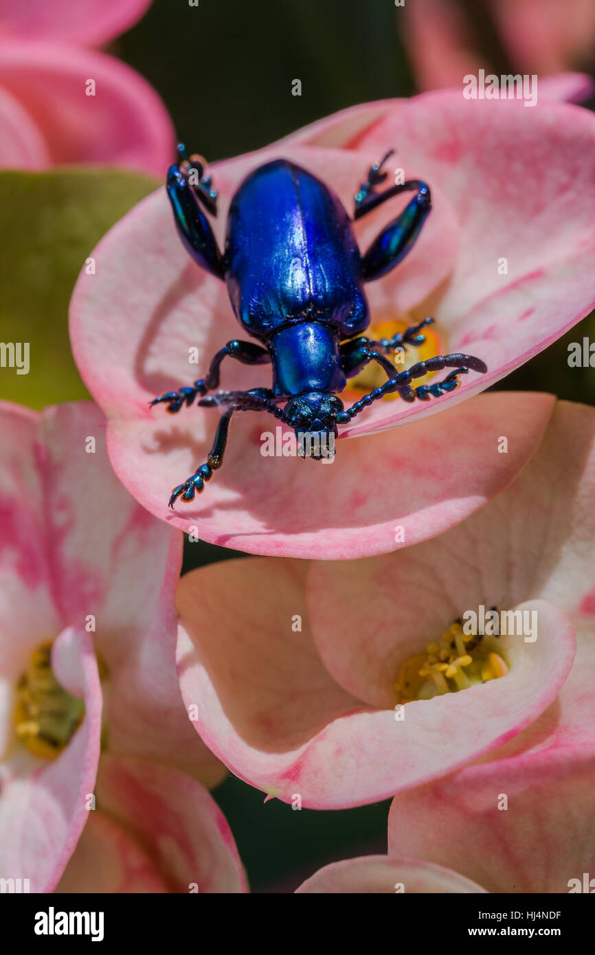 Frosch Legged Getreidehähnchen (Sagra Buqueti) auf rosa Blume Stockfoto