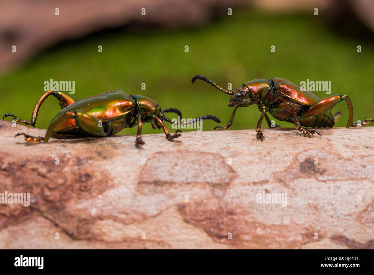 Frosch Legged Getreidehähnchen (Sagra Buqueti) auf das Holz Stockfoto