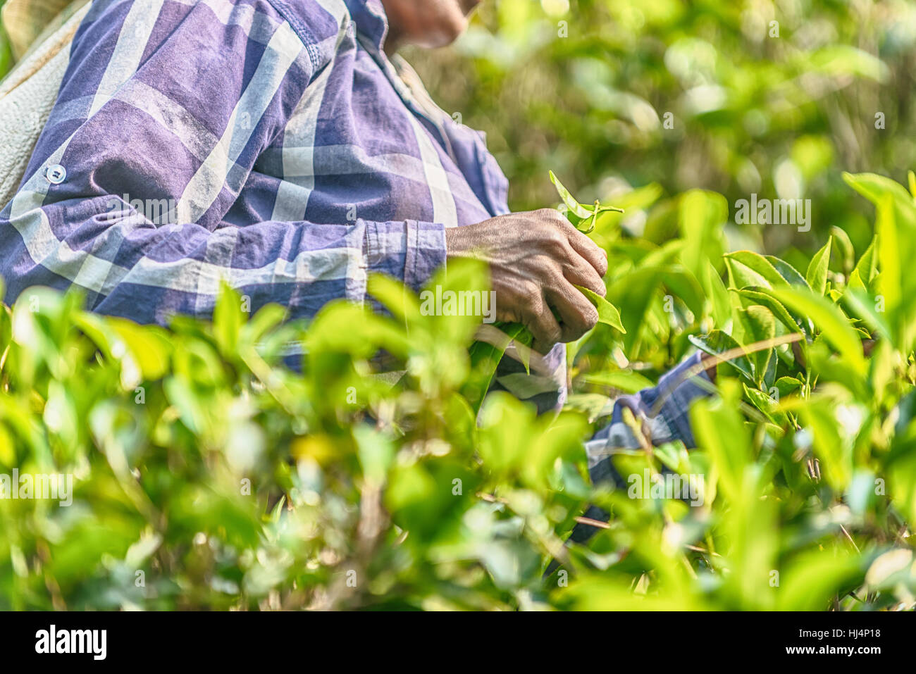 Sri Lanka: Sammlung von Tee in Plantage Stockfoto