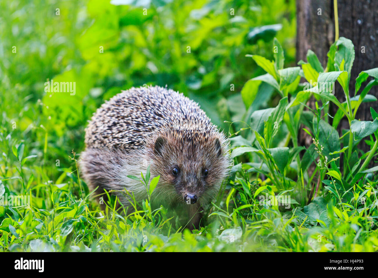 Igel unter dem grünen Rasen in den Garten, Tiere, Tier Stacheldraht