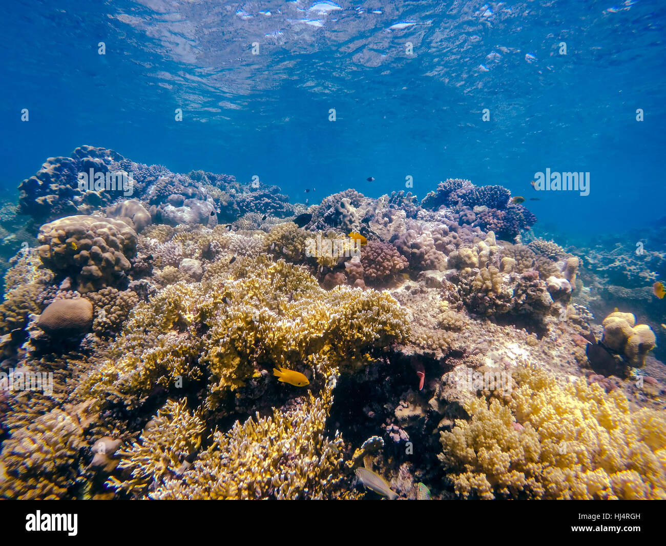 Korallen und Fische im Roten Meer Korallen Garten und blaues Meer mit anderen Korallenfischen. Safaga, Ägypten. Stockfoto